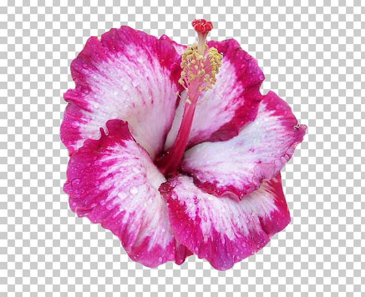 Hawaiian Hibiscus Pink Flowers Common Hibiscus Shoeblackplant PNG, Clipart, China Rose, Chinese Hibiscus, Color, Common Hibiscus, Ecstasy Free PNG Download