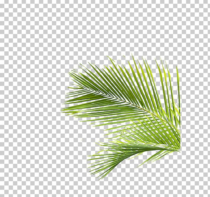 Palm Trees Pine Line Leaf Grasses PNG, Clipart, Arecales, Branch, Evergreen, Grass, Grasses Free PNG Download