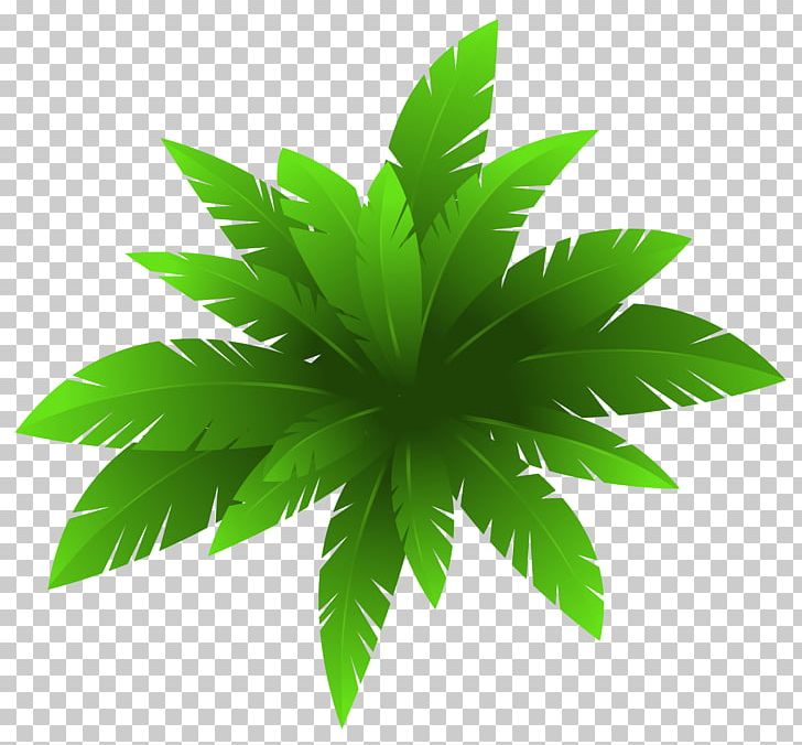 Plant Flower PNG, Clipart, Art Green, Bridalwreaths, Cannabis, Clip Art, Color Free PNG Download