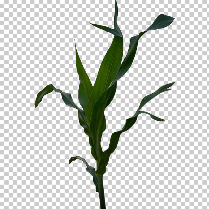 Plant Stem Grasses Corn Belt Maize Flower PNG, Clipart, Branch, Commodity, Corn Belt, Corn Seed, Family Free PNG Download