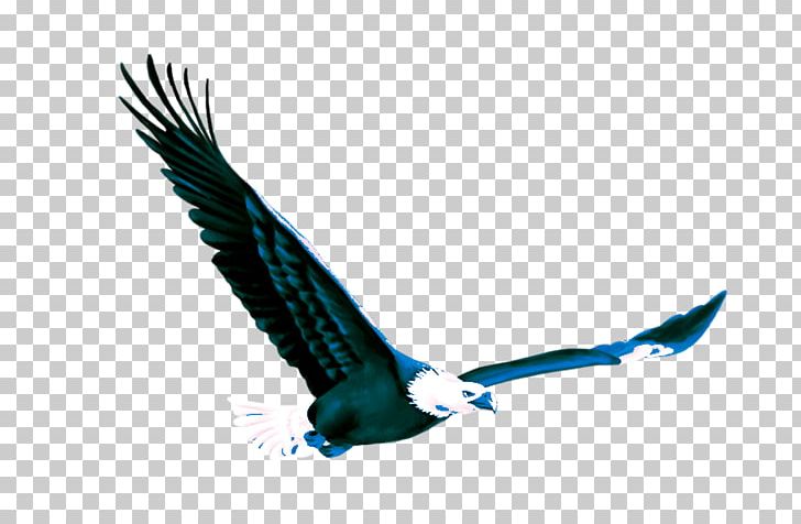 Eagle Fond Blanc PNG, Clipart, Accipitriformes, Advertising, Animals, Bald Eagle, Beak Free PNG Download