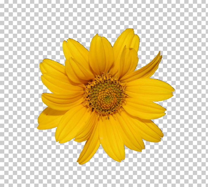 Flower Desktop PNG, Clipart, Baidu, Channel, Chrysanths, Computer Icons, Daisy Family Free PNG Download