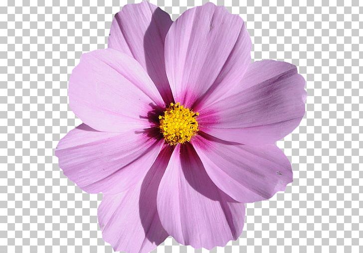 Grandma's Purple Flowers Photography PNG, Clipart, Flower, Grandma, Photography, Purple Free PNG Download
