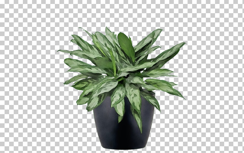 Leaf Flowerpot Houseplant Herb Evergreen PNG, Clipart, Biology, Evergreen, Flowerpot, Herb, Houseplant Free PNG Download