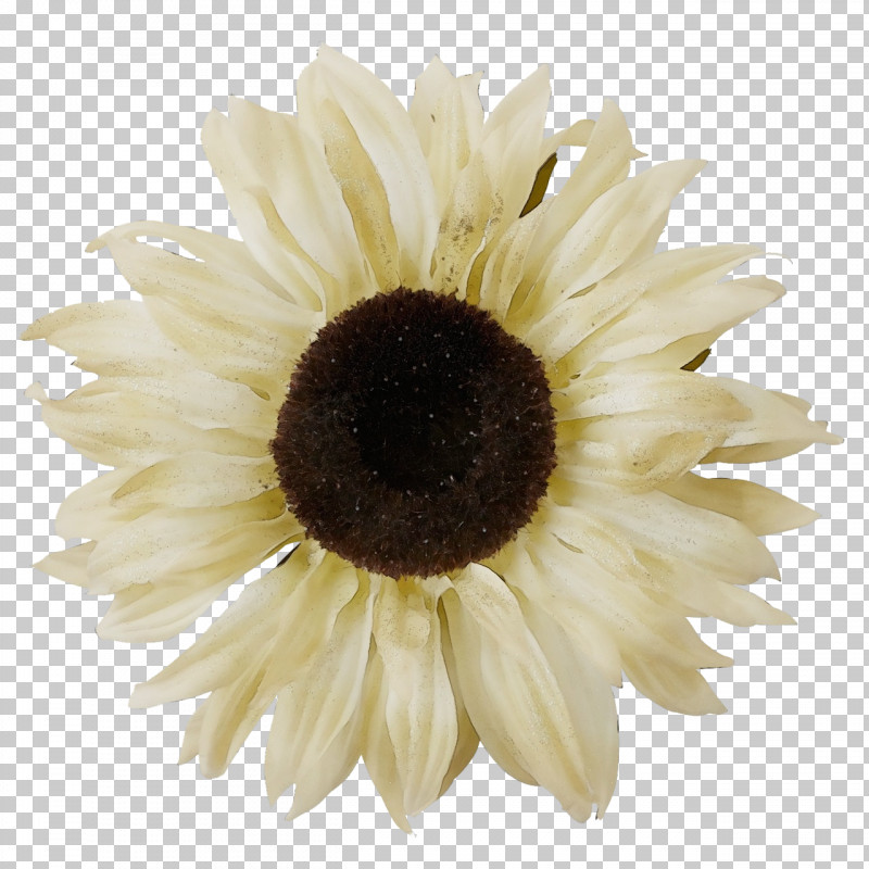 Transvaal Daisy Sunflower Seed Cut Flowers Oxeye Daisy Petal PNG, Clipart, Biology, Closeup, Cut Flowers, Flower, Oxeye Daisy Free PNG Download