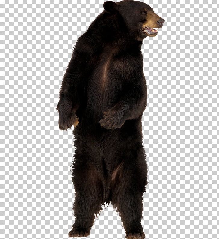 American Black Bear Polar Bear Giant Panda Grizzly Bear PNG, Clipart, American Black Bear, Ara, Bear, Brown Bear, Carnivoran Free PNG Download