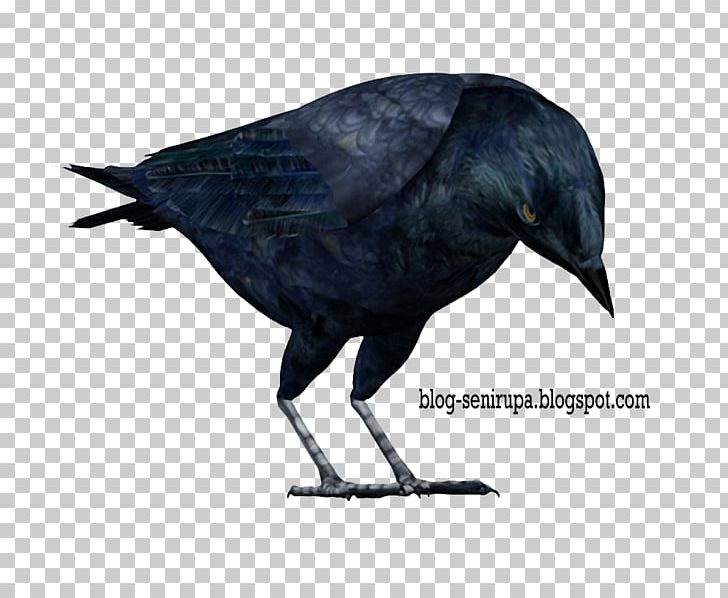 American Crow Rook The Raven Bird The Complete Works PNG, Clipart, American Crow, Animals, Beak, Bird, Black Cat Free PNG Download