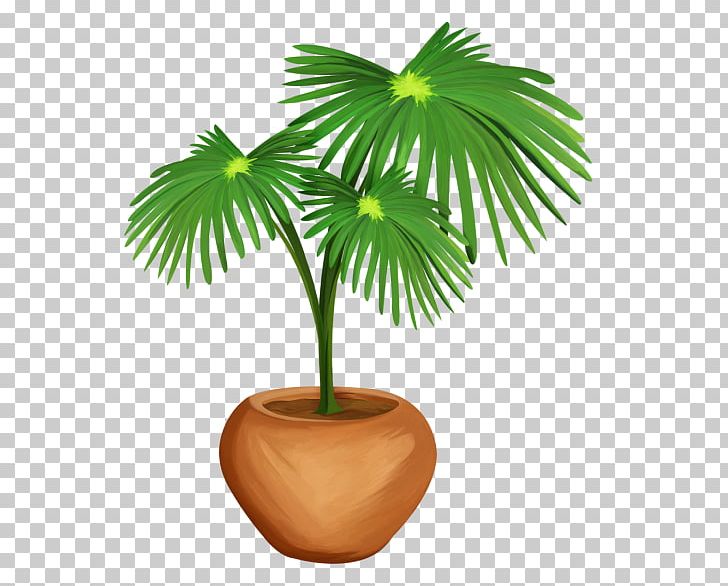 Arecaceae Asian Palmyra Palm Woody Plant Tree PNG, Clipart, Arecaceae, Arecales, Asian Palmyra Palm, Borassus, Borassus Flabellifer Free PNG Download