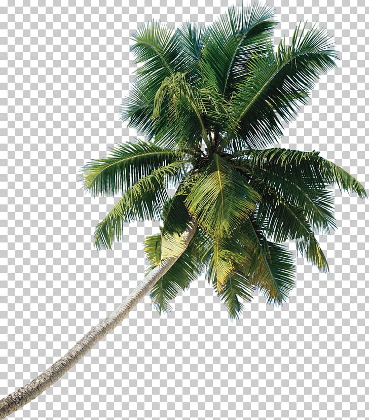 Asian Palmyra Palm Tree Coconut PNG, Clipart, Arecaceae, Arecales, Asian Palmyra Palm, Autumn Tree, Borassus Free PNG Download