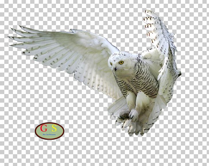 Barn Owl Bird PNG, Clipart, Animals, Barn Owl, Beak, Bird, Bird Of Prey Free PNG Download