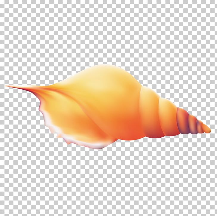Conch Seashell PNG, Clipart, Caracol, Cartoon, Conch, Conch Shell, Conch Vector Free PNG Download