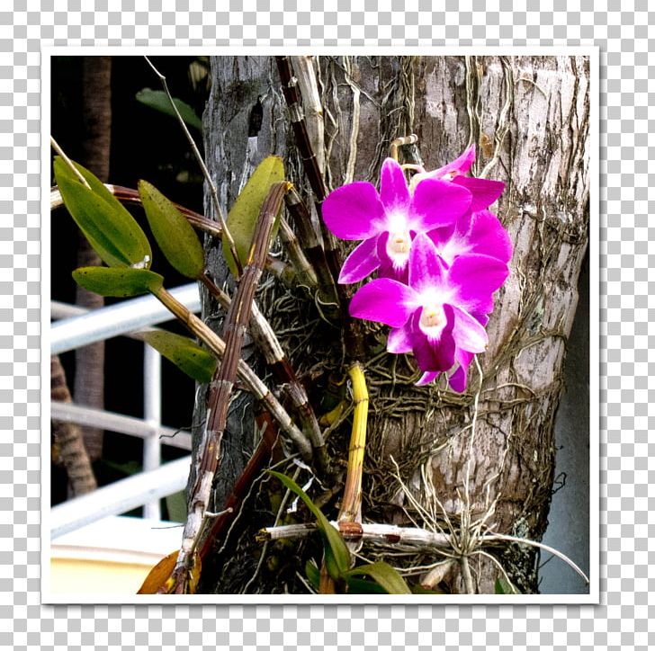 Dendrobium Cattleya Orchids Flora Moth Orchids Violet PNG, Clipart, Cattleya, Cattleya Orchids, Dendrobium, Family, Family Film Free PNG Download