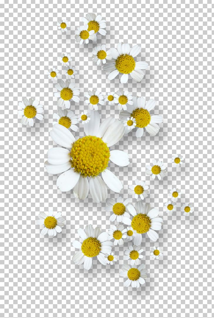 Flower Chamomile RGB Color Model PNG, Clipart, Chamaemelum Nobile, Chamomile, Chrysanths, Color, Common Daisy Free PNG Download