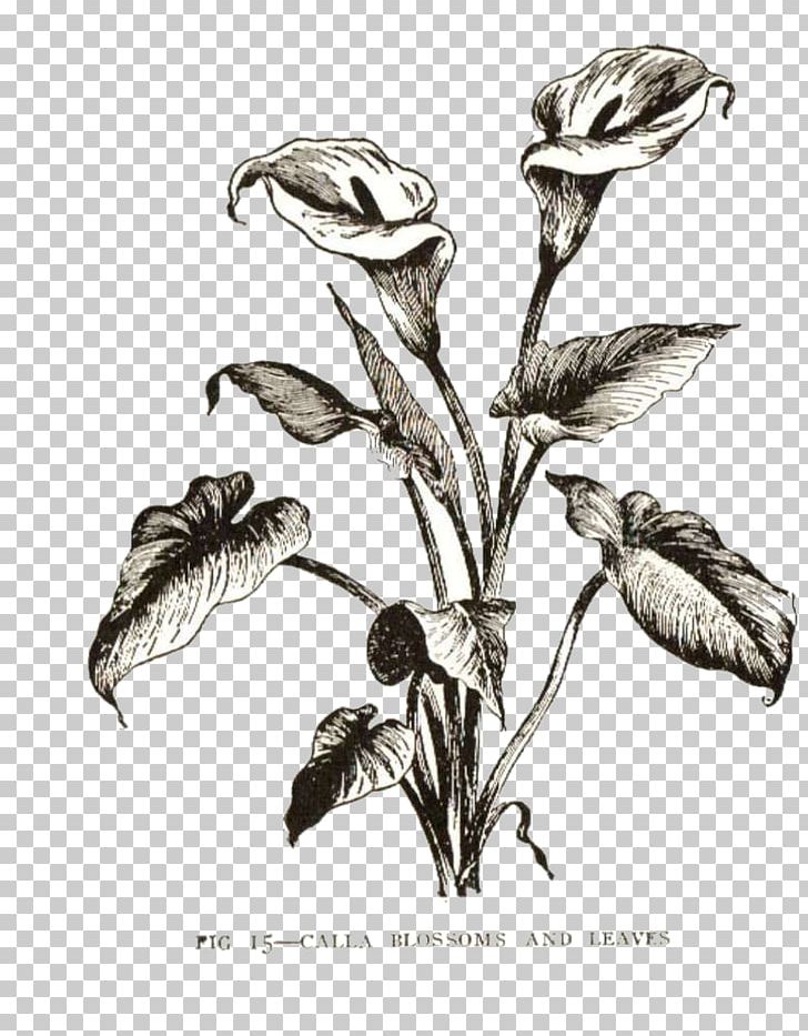 Arum-lily Easter Lily Drawing Flower PNG, Clipart, Art, Arum Lily, Arumlily, Black And White, Branch Free PNG Download