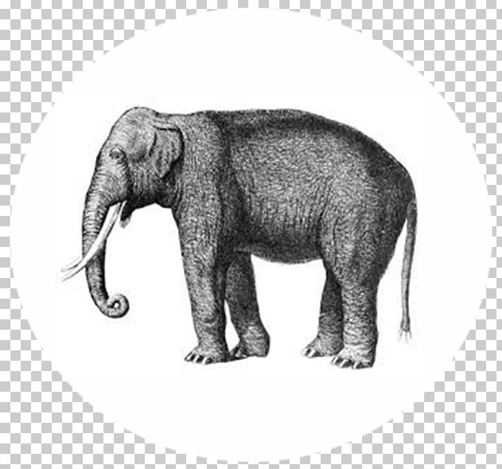Asian Elephant Elephantidae Elephant In The Room Poaching PNG, Clipart, Animal, Art, Asian Elephant, Bag, Black And White Free PNG Download