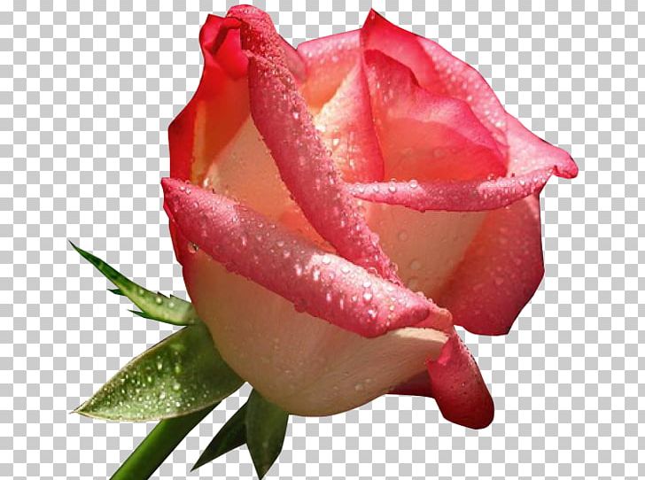 Love Rose Happiness Romance PNG, Clipart, Affection, Bud, China Rose, Closeup, Cut Flowers Free PNG Download