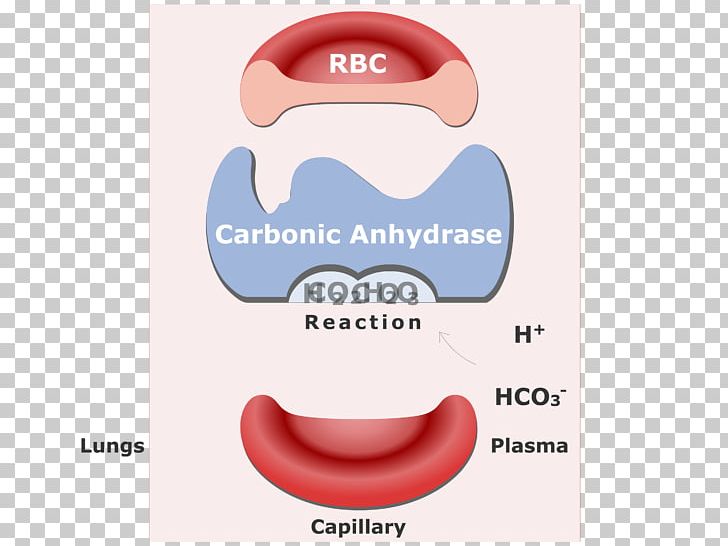 Bicarbonate Carbonic Anhydrase Red Blood Cell Carbon Dioxide Reversible Reaction PNG, Clipart, Bicarbonate, Blood, Blood Cell, Brand, Carbon Dioxide Free PNG Download