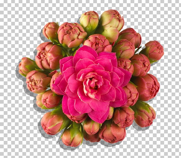 Floral Design Florist Kalanchoe Cut Flowers Petal PNG, Clipart,  Free PNG Download