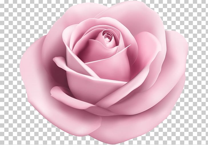 Rose PNG, Clipart, Animation, Art, Art Museum, Closeup, Cut Flowers Free PNG Download