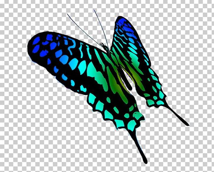 Swallowtail Butterfly Insect Eastern Tiger Swallowtail PNG, Clipart, Arthropod, Battus Philenor, Brush Footed Butterfly, Butterflies And Moths, Butterfly Free PNG Download
