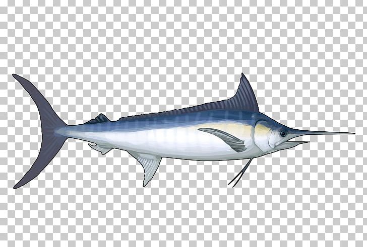 Swordfish Squaliform Sharks Requiem Sharks Marine Biology Marine Mammal PNG, Clipart, Billfish, Biology, Blue Marlin, Bony Fish, Cartilaginous Fish Free PNG Download