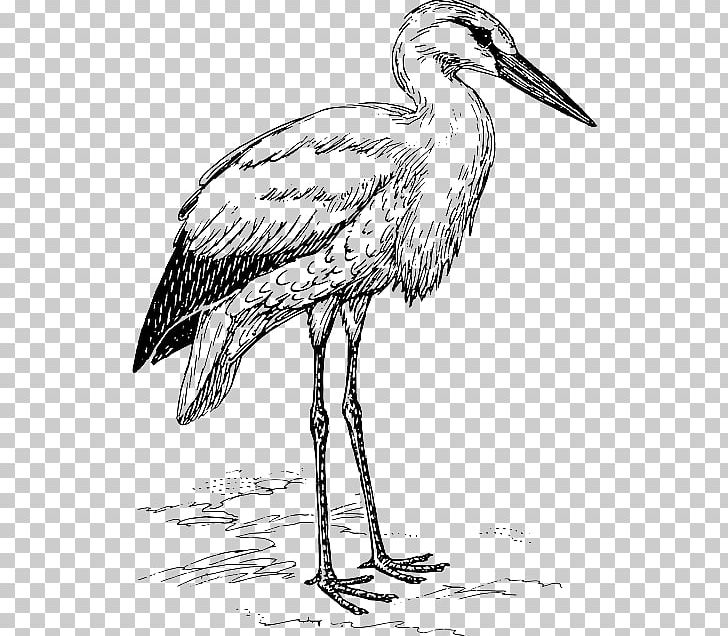 White Stork Heron Bird PNG, Clipart, Animals, Art, Beak, Biology, Bird Free PNG Download
