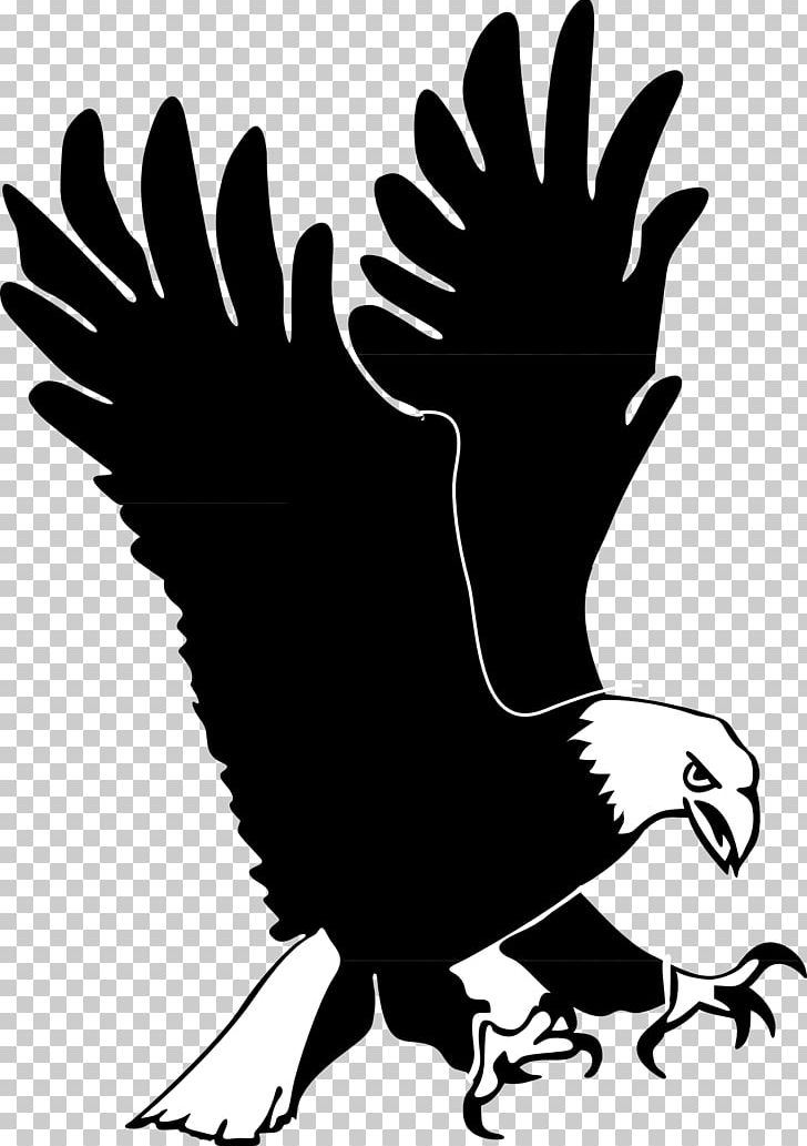 Bald Eagle Bird Golden Eagle PNG, Clipart, American Eagle Outfitters, Animals, Art, Artwork, Bald Eagle Free PNG Download