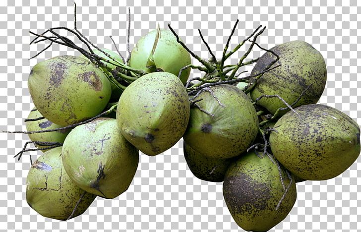 Coconut Water Coconut Milk Food PNG, Clipart, Coco, Coconut, Coconut Milk, Coconut Oil, Coconut Water Free PNG Download