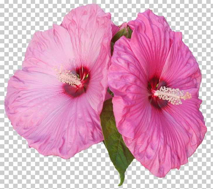 Shoeblackplant Pink M Annual Plant Herbaceous Plant PNG, Clipart, Annual Plant, China Rose, Chinese Hibiscus, Darshan, Flower Free PNG Download