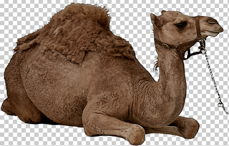 Camel Arabian Camel Camelid Bactrian Camel Animal Figure PNG, Clipart, Animal Figure, Arabian Camel, Bactrian Camel, Brown, Camel Free PNG Download