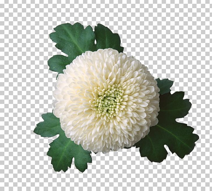 Chrysanthemum Flower Photography PNG, Clipart, Annual Plant, Chin Background, Chomikujpl, Chrysanthemum, Chrysanths Free PNG Download