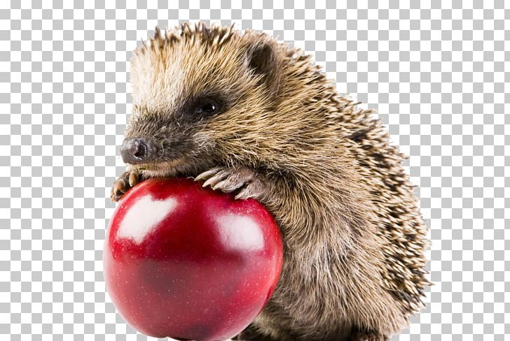 Hedgehog Grey-headed Lovebird Red Fox Animal PNG, Clipart, Animals, Apple, Cartoon Hedgehog, Computer, Cute Hedgehog Free PNG Download