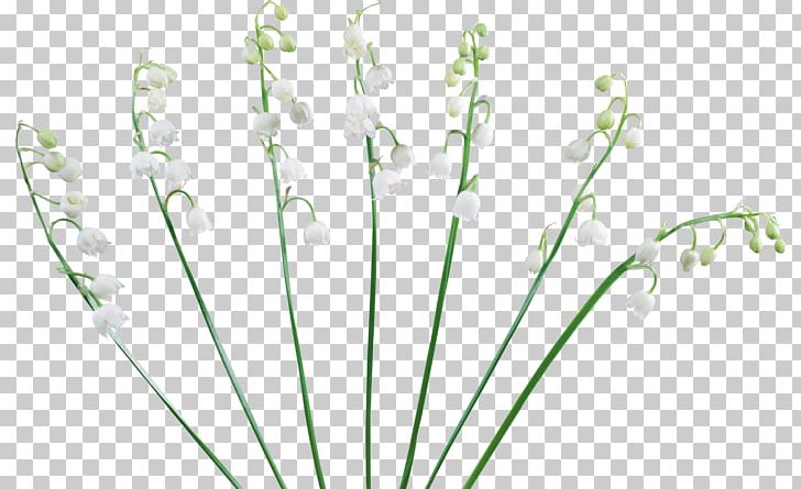 Lavender Floral Design Cut Flowers Plant Stem PNG, Clipart, Cut Flowers, Floral Design, Flower, Flowering Plant, Grass Free PNG Download