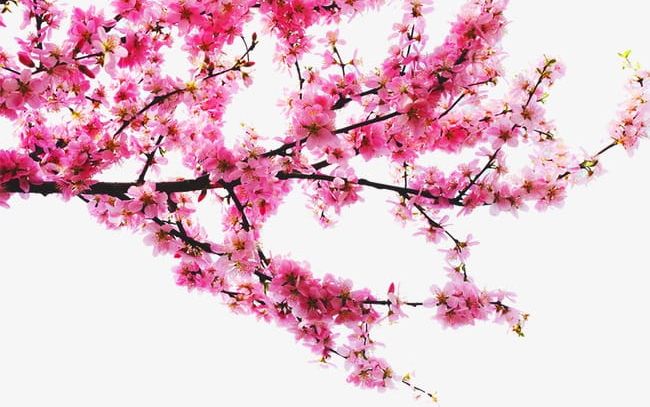 Peach Tree Branches PNG, Clipart, Branches Clipart, Peach, Peach Clipart, Plant, Tree Clipart Free PNG Download