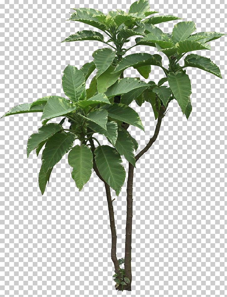 Tree Plant Arecaceae PNG, Clipart, Arecaceae, Branch, Download, Europeanstyle Flower Vine, Flowerpot Free PNG Download