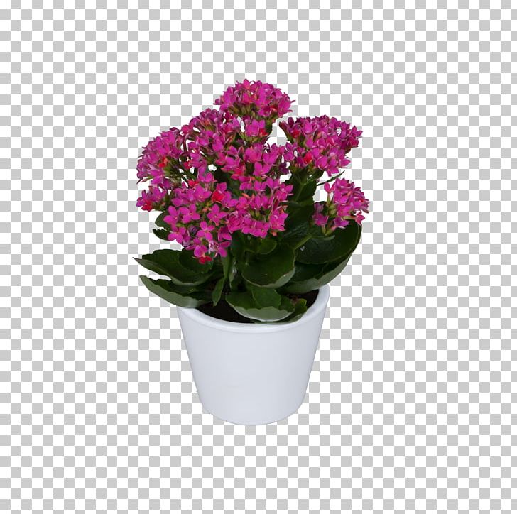 Vervain Flowerpot Pink Violet Cut Flowers PNG, Clipart, Annual Plant, Cut Flowers, Dianthus, Family, Flower Free PNG Download