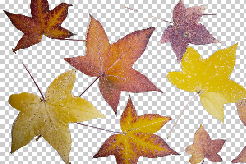 Leaf Maple Leaf / M Symmetry Biology Geometry PNG, Clipart, Biology, Geometry, Leaf, Maple Leaf M, Mathematics Free PNG Download