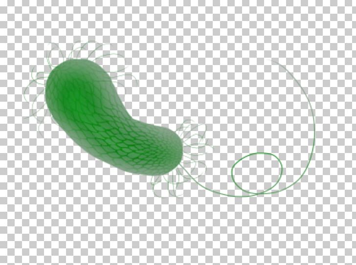0 Wikimedia Commons Pseudomonas Aeruginosa PNG, Clipart, 2017, Green, Infection, Organism, Others Free PNG Download