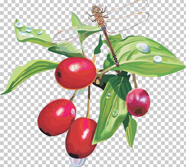 Blueberry Fruit Cranberry PNG, Clipart, Auglis, Berries, Berry, Blueberry, Cherry Free PNG Download