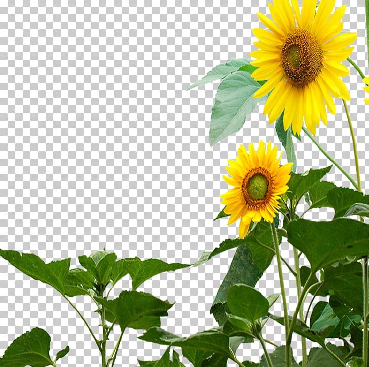 Butterfly Common Sunflower Transparency And Translucency PNG, Clipart, Annual Plant, Bailando, Bailando U2013 Spanish Version, Daisy Family, Flower Free PNG Download