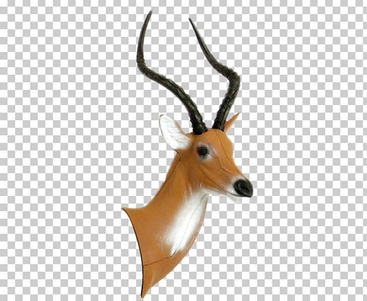 Impala Gazelle Horn Chunk Africa PNG, Clipart, Africa, African, Animals, Antelope, Antler Free PNG Download