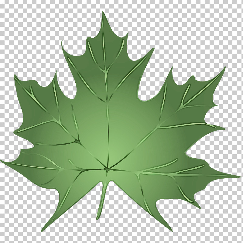 Maple Leaf PNG, Clipart, Black Maple, Black Oak, Flower, Green, Holly Free PNG Download