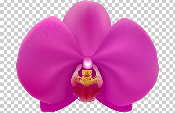 Moth Orchids PNG, Clipart, Child, Easter, Easter Egg, Egg, Flower Free PNG Download