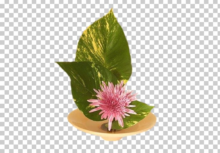 Flower Ecole D'ikebana Ohara La Rochelle Floral Design Moribana PNG, Clipart,  Free PNG Download