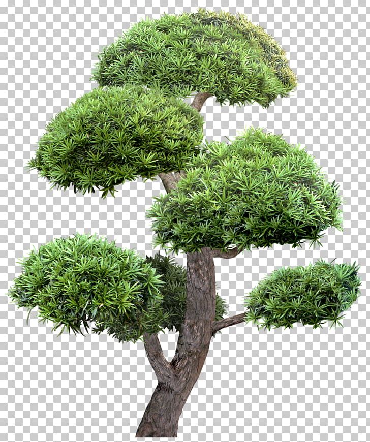 Garden Landscape Tree PNG, Clipart, 2142, Blog, Bonsai, Download, Evergreen Free PNG Download