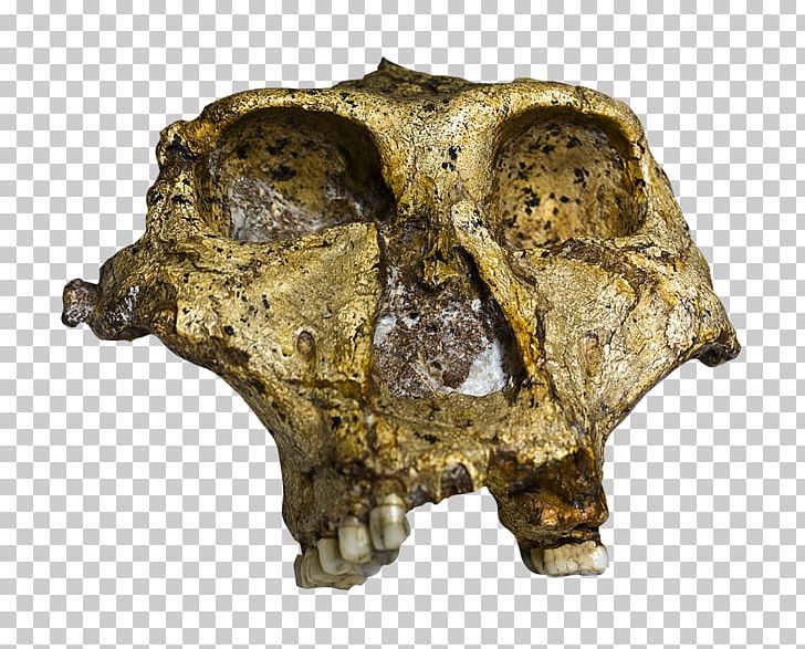 Paranthropus Robustus Swartkrans Skull Quaternary Extinction Event Homo Sapiens PNG, Clipart, Artifact, Bone, Fantasy, Genus, Hominini Free PNG Download