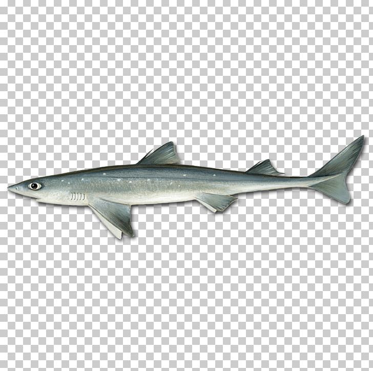 Spiny Dogfish Longnose Spurdog Shortnose Spurdog Bluefish Tautog PNG, Clipart, Black Sea Bass, Bluefish, Cartilaginous Fish, Center Console, Fauna Free PNG Download