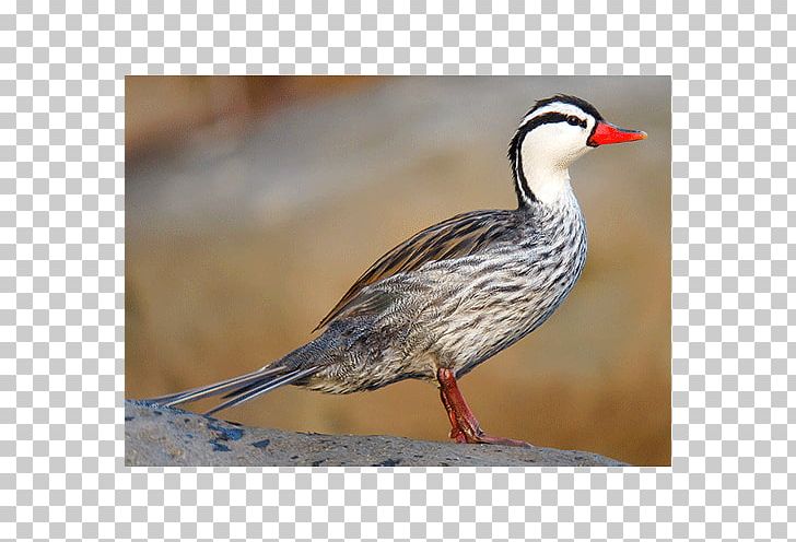 Torrent Duck Bird Goose Mergini PNG, Clipart, Anatidae, Animals, Beak, Bird, Bird Nest Free PNG Download