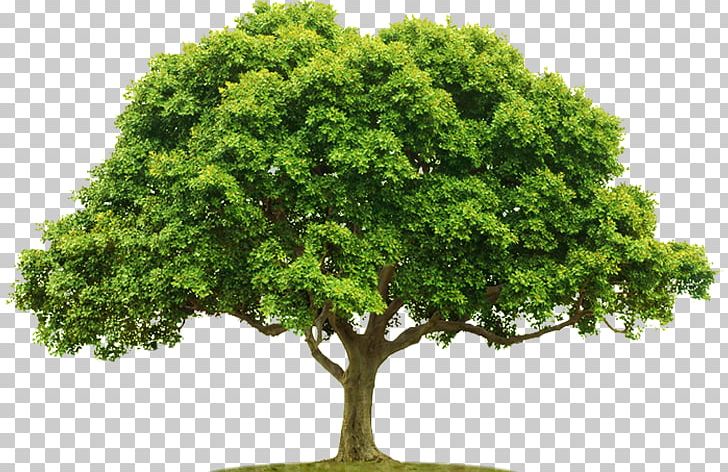 Tree Computer Icons PNG, Clipart, Boom, Branch, Computer Icons, Display Resolution, Download Free PNG Download