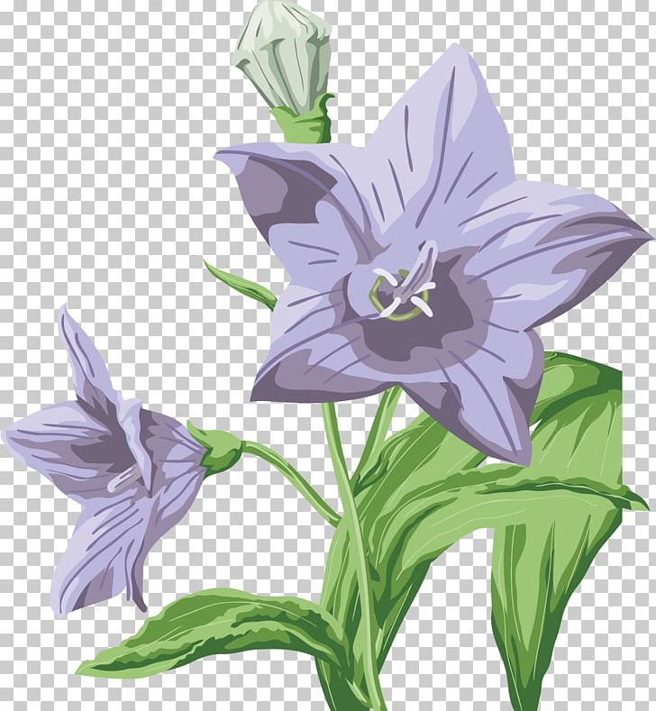 Wedding Flower PNG, Clipart, Amaryllis Belladonna, Bellflower, Bellflower Family, Bellflowers, Clip Art Free PNG Download